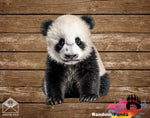 Digital Transparent Baby Panda Photo